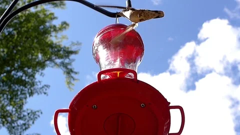 Ruby-throated hummingbird female in slow motion filmed from at feeder. Video stock 71351815