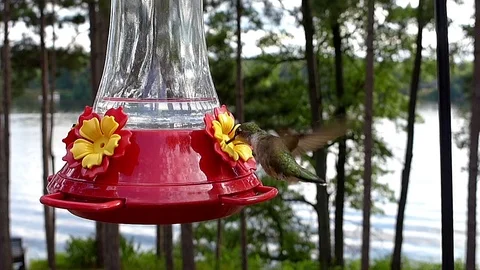 Ruby-throated hummingbird female in slow motion hovers then drinks from feeder. Video stock 71351848