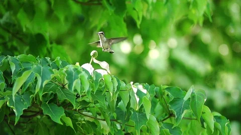 Ruby Throated Hummingbird - female - within tree leaves (slow motion) Stock Footage 73816700