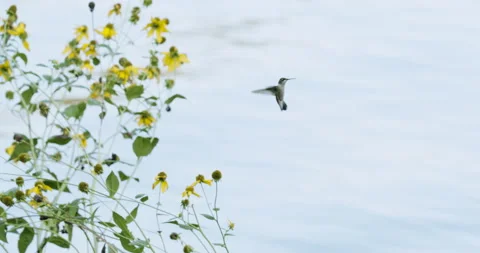 Ruby-Throated Hummingbird in Flight With Blue Water Background, 4K Vídeo Stock 160620911