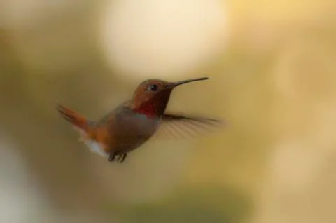 Ruby-throated Hummingbird in flight to the feeder Stock Photos