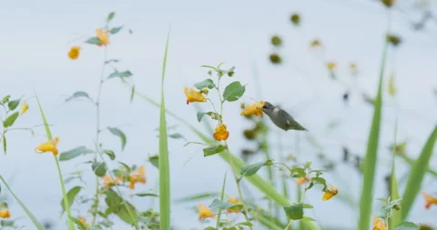 Ruby-Throated Hummingbird in Flight, Feeding on Flower Nectar, 4K Stock Footage 160620233