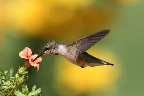 Ruby-throated hummingbird in flight Stock Photos
