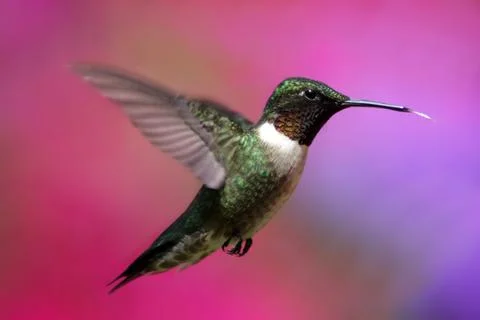 Ruby-throated hummingbird in flight Stock Photos