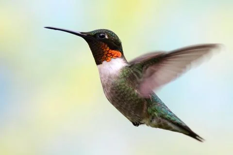 Ruby-throated hummingbird in flight Stock Photos