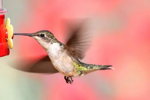 Ruby-throated hummingbird in flight Stock Photos