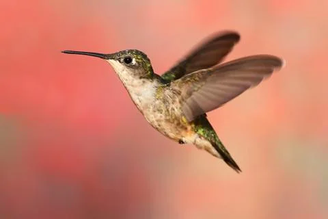 Ruby-throated hummingbird in flight Stock Photos