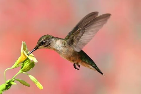 Ruby-throated hummingbird in flight Stock Photos
