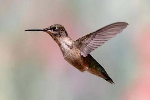 Ruby-throated hummingbird in flight Stock Photos