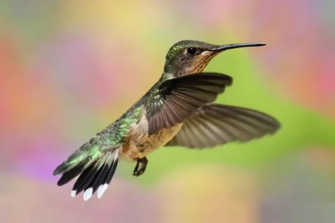 Ruby-throated hummingbird in flight Stock Photos