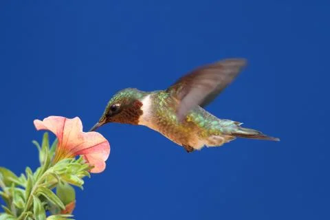 Ruby-throated hummingbird in flight Stock Photos