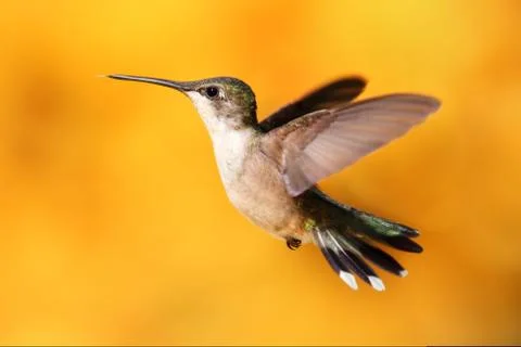 Ruby-throated hummingbird in flight Stock Photos