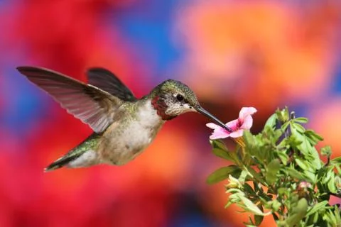 Ruby-throated hummingbird in flight Stock Photos