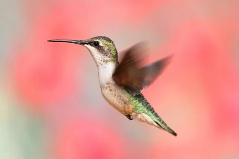 Ruby-throated hummingbird in flight Stock Photos