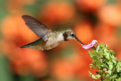 Ruby-throated hummingbird in flight Stock Photos