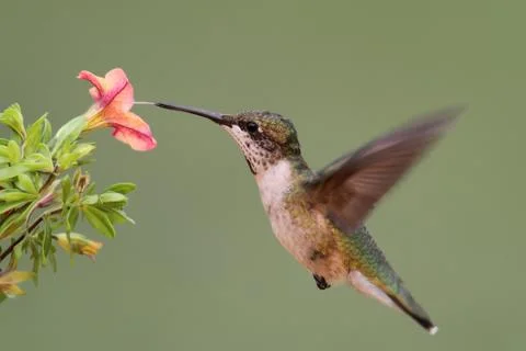 Ruby-throated hummingbird in flight Stock Photos