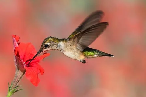 Ruby-throated hummingbird in flight Stock Photos