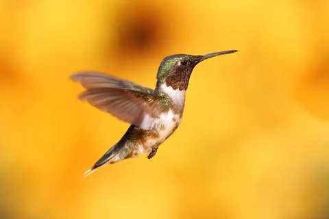 Ruby-throated hummingbird in flight Stock Photos