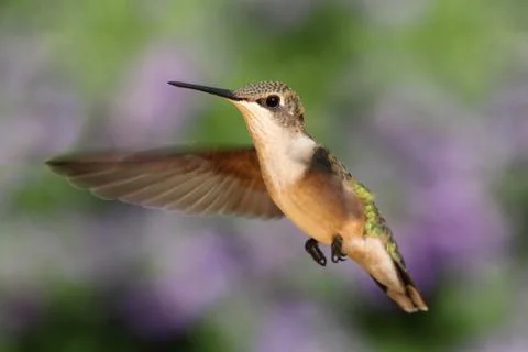 Ruby-throated hummingbird in flight Stock Photos
