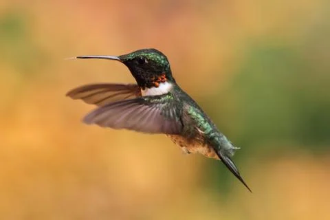 Ruby-throated Hummingbird In Flight Stock Photos