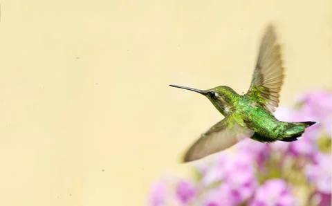 Ruby throated hummingbird in flight. Stock Photos