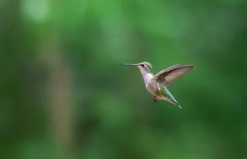 A Ruby Throated Hummingbird in Flight Stock Photos
