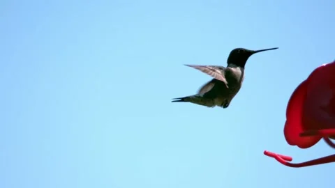 Ruby throated hummingbird flying in slow motion. 2800fps full HD. 스톡 동영상 132821401