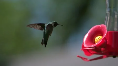 Ruby throated hummingbird flying in slow motion. 2800fps full HD. 스톡 동영상 132821402