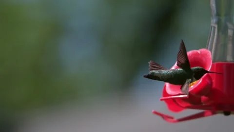 Ruby throated hummingbird flying in slow motion. 2800fps full HD. 스톡 동영상 132821404