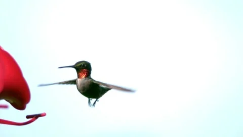 Ruby throated hummingbird flying in slow motion. 2800fps full HD. 스톡 동영상 132821409