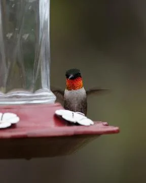 Ruby throated hummingbird flying toward a feeder Stock Photos