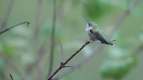 Ruby-throated hummingbird 스톡 동영상 12623447