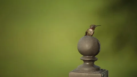 Ruby-throated Hummingbird Stock Footage 40649242