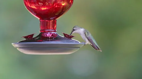 Ruby Throated Hummingbird Stock Footage 41023783