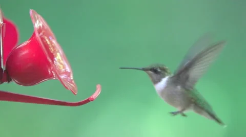 Ruby-throated Hummingbird Stock Footage 41265911