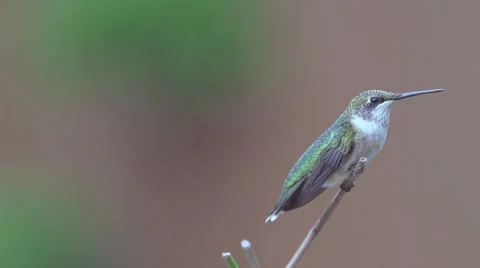 Ruby-throated Hummingbird 動画素材 41435813