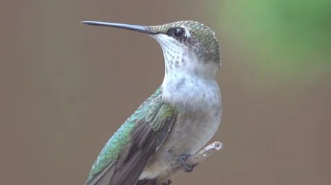 Ruby-throated Hummingbird Stock Footage 41437600