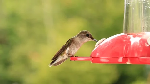 Ruby-Throated Hummingbird Stock Footage 64800161