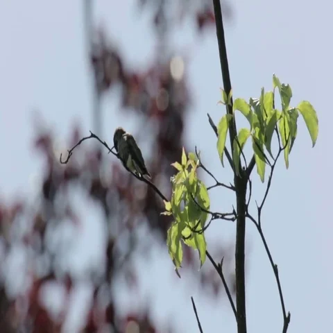 Ruby throated hummingbird Stock Footage 69507394