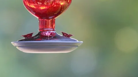 Ruby Throated Hummingbird Stock Footage 99921671