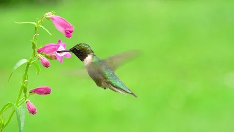 Ruby-throated Hummingbird Stock Footage 131325486
