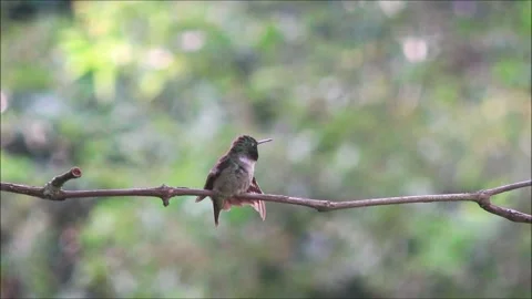 Ruby-Throated Hummingbird Stock Footage 307844465