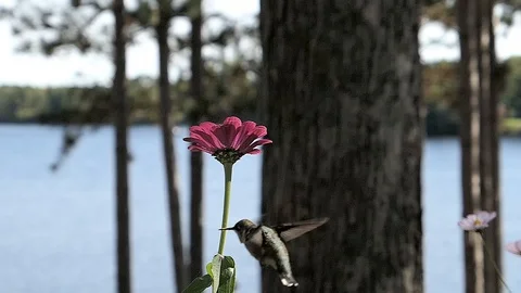 Ruby-throated hummingbird goes from flower to flower in slow motion by a lake. Video stock 91884510