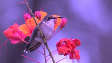 Ruby-throated Hummingbird on guard atop Pride of Barbados 스톡 동영상 22325333
