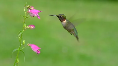 A ruby-throated hummingbird hovering around flowers Stock Footage