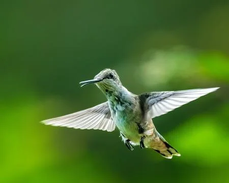 Ruby-throated hummingbird hovering in mid-air with wings spread, 스톡 사진