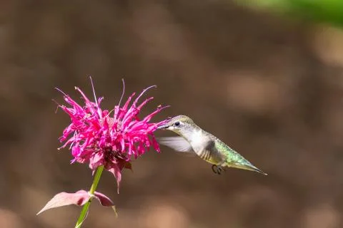 Ruby-throated hummingbird hovers while feeding from a bee balm flower Stock Photos