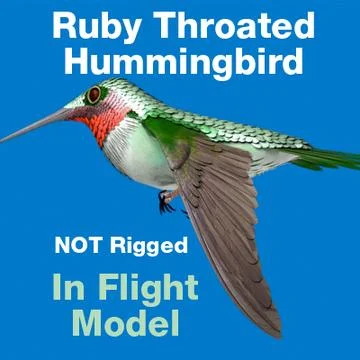 Ruby Throated HummingBird-InFlight 3D Model