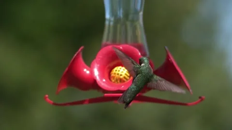 Ruby throated hummingbird landing in feeder in slow motion. 2800fps full HD. 스톡 동영상 132821406