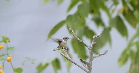 Ruby-Throated Hummingbird Landing on Perch in Slow Motion, Wings Flapping, 4K Stock Footage 160625837